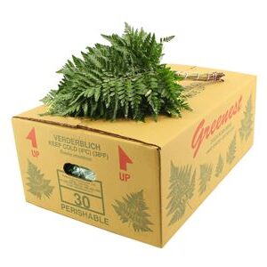 B00130L_0000138620_H_1-8 Eukalyptus Cinerea Sprej 45 cm