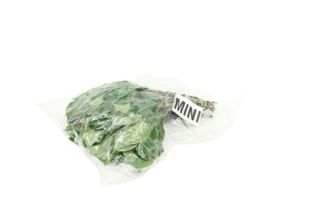 B00SBX5_0000149269_H_1-23 Salal Baby 30 cm