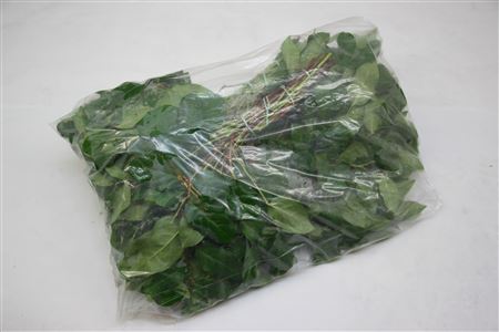 Salal Tips 45 cm