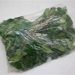 B0225VP_0000140222_H_1-49 Salal Tips 45 cm