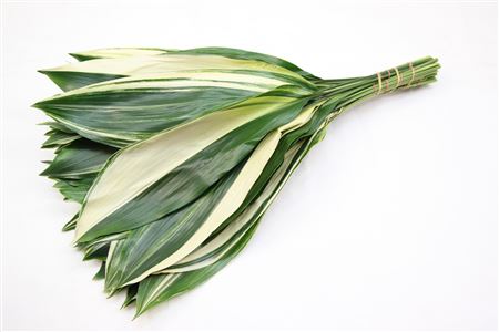 B0ASPB8_0000120990_H_1-12 Aspidistra Variegated 60 cm
