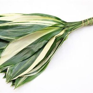 Aspidistra Variegated 60 cm