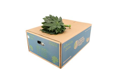 B0CAMIG_0000138359_H_1-1 Aralia Mini 25 cm