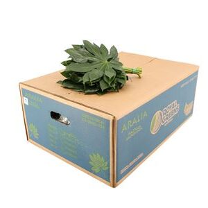 Aralia Mini 25 cm