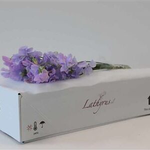 K0_104812_H_1-10 Fialový Lathyrus Lila rezaný kvet