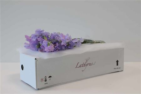 K0_104812_H_1-10 Fialový Lathyrus Lila rezaný kvet