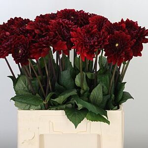 K0_105492_H_1-3 Dahlia Red Runner Dark Red tmavočervená