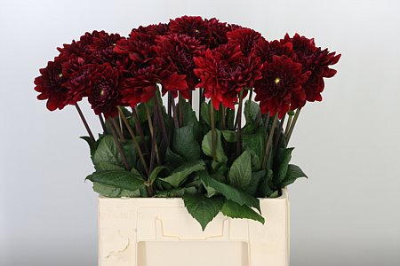 K0_105492_H_1-3 Dahlia Red Runner Dark Red tmavočervená