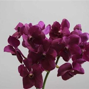 K0_109632_H_1-2 Vanda Ni Rasp Cerise