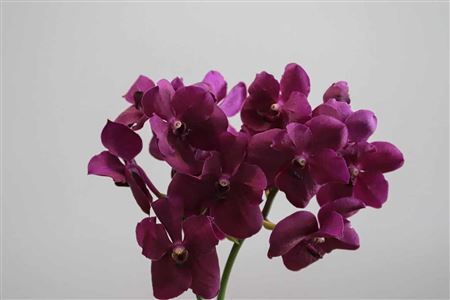 K0_109632_H_1-2 Vanda Ni Rasp Cerise