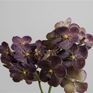 K0_109633_H_1-1 Vanda Su Choco Brown