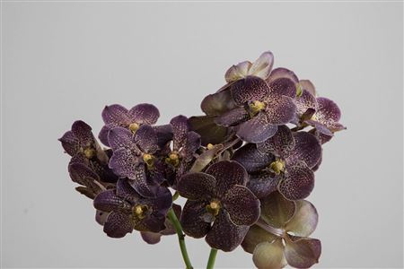 K0_109633_H_1-1 Vanda Su Choco Brown