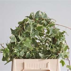 K0_13779_H_1-9 Bršlen popínavý Hedera Rank Variegated s pestrými listami