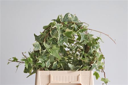 K0_13779_H_1-9 Bršlen popínavý Hedera Rank Variegated s pestrými listami