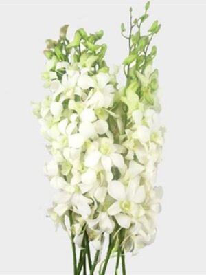 K0_2463_H_1-1 Biela rezaná orchidea Dendrobium White