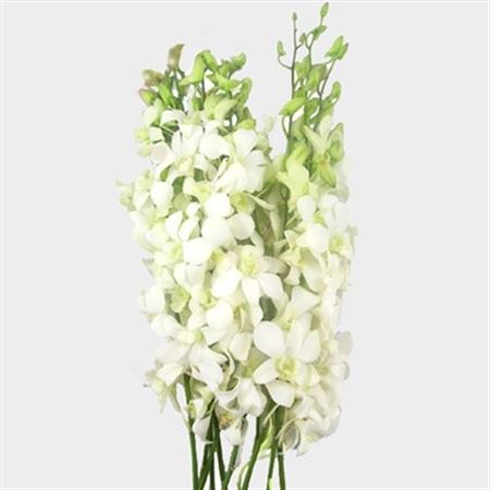 K0_2463_H_1-1 Biela rezaná orchidea Dendrobium White