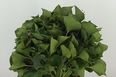 K0_4252_55_0_0_577_1_H_1-4 Zväzok zelene bršlenu popínavého Hedera