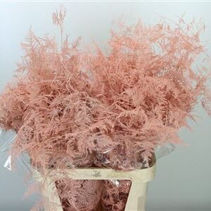 Asparagus Dyed Large Apricot 85 cm