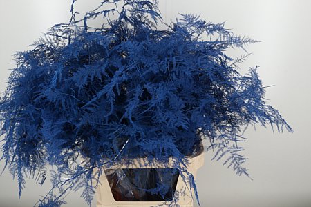 Asparagus Dyed Blue