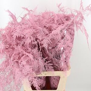 Asparagus Dyed Large Baby Pink