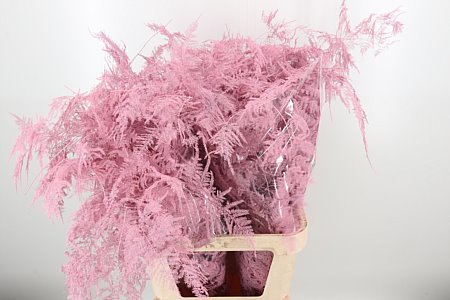 Asparagus Dyed Large Baby Pink