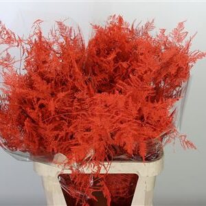 K0_4293OR_85_0_0_997_100_H_1-6 Asparagus Dyed Large Orange 85 cm