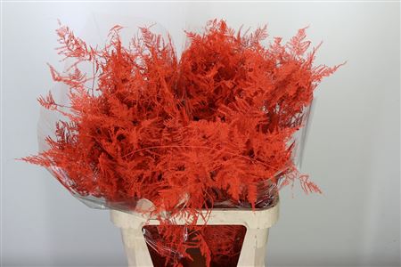 K0_4293OR_85_0_0_997_100_H_1-6 Asparagus Dyed Large Orange 85 cm