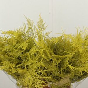 K0_4293SGE_45_0_0_996_100_H_1-2 Asparagus Dyed Small Yellow 45 cm