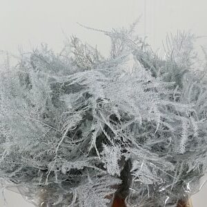 Asparagus Dyed Small White