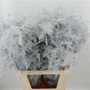K0_4293WI_85_0_0_997_100_H_1-6 Asparagus Dyed Large White 85 cm