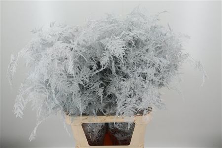 K0_4293WI_85_0_0_997_100_H_1-6 Asparagus Dyed Large White 85 cm