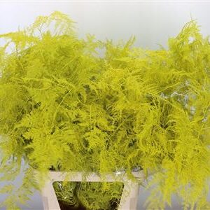 K0_4293YE_85_0_0_997_100_H_1-6 Asparagus Dyed Large Yellow 85 cm