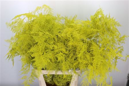 K0_4293YE_85_0_0_997_100_H_1-6 Asparagus Dyed Large Yellow 85 cm