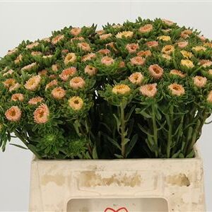 Astra Callistephus Apricote v marhuľovej farbe