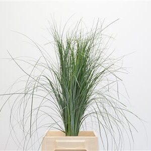 Dekoratívny Beargrass 85 cm