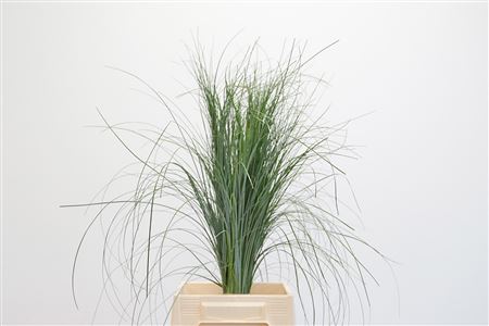 Dekoratívny Beargrass 60 cm