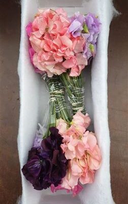 K0_6586_V_1-6 Lathyrus Mixed Short 25 cm