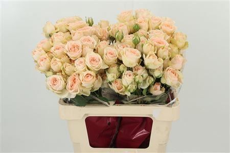 Ruža Sweet Sara 60 cm