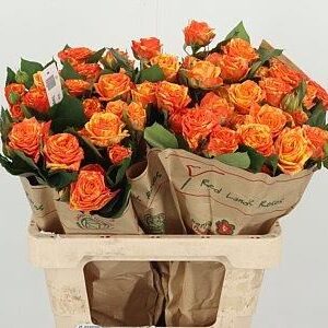 R Tr Orange Peps