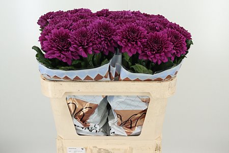 Chryzantéma G Lamira 70 cm