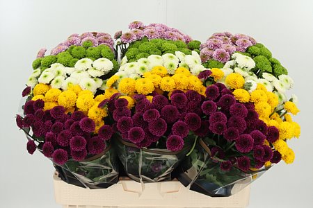 Chryzantéma San Mix Pompon
