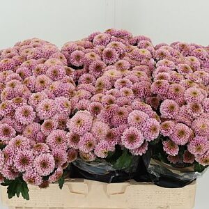 K103054_117208_55_130_23_544_75_H_1-6 Chryzantéma San Doria Pink 55 cm