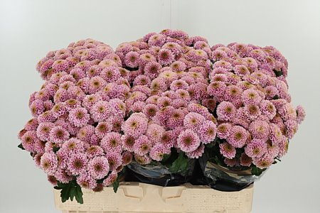 K103054_117208_55_130_23_544_75_H_1-6 Chryzantéma San Doria Pink 55 cm