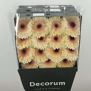 K104056_112639D_45_10_575_45_H_1-2 Gerbera Eclair 45 cm