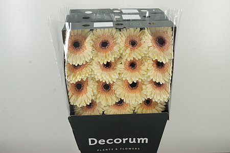 K104056_112639D_45_10_575_45_H_1-2 Gerbera Eclair 45 cm