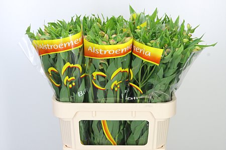 Alstroemeria Bali 75 cm