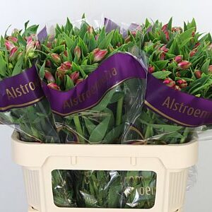 Alstroemeria Bubblicious 75 cm