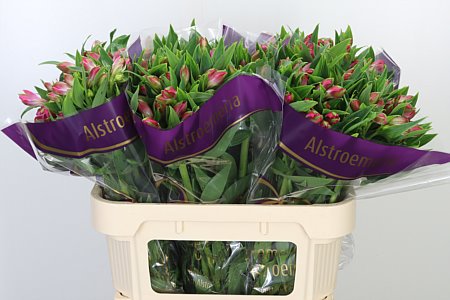 Alstroemeria Bubblicious 75 cm