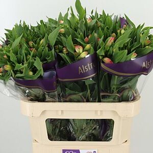 Alstroemeria True Dream rezaný kvet