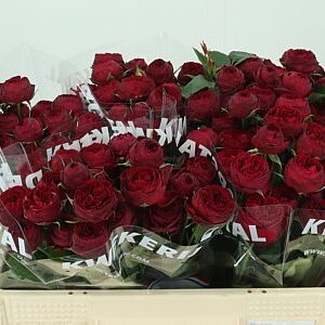 R Tr Maroon